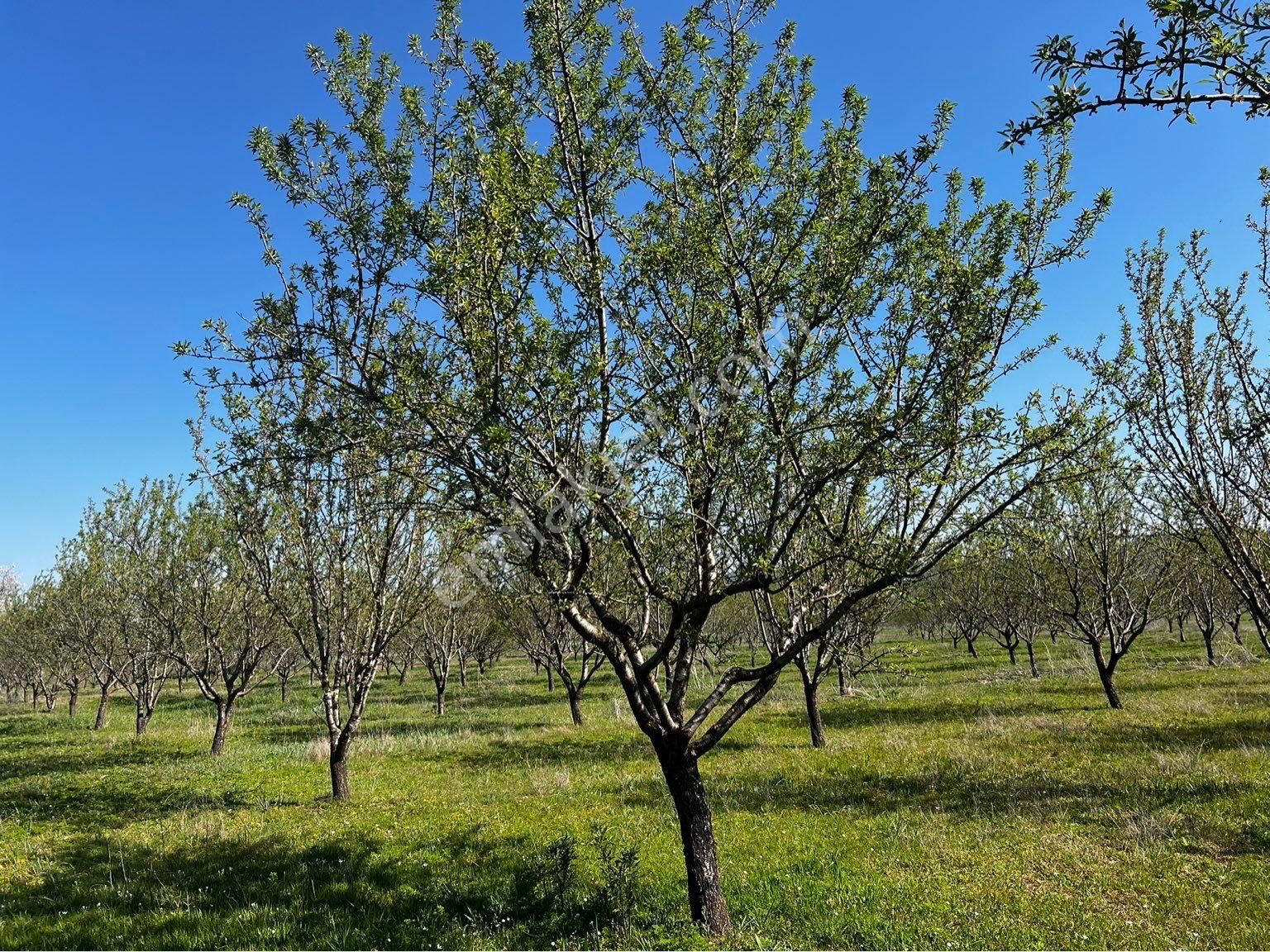 Döşemealtı Dağbeli Satılık Tarla  DÖŞEMEALTI DAĞBELİN DE 12.035 M2 SATILIK BAĞDEM BAHÇESİ 