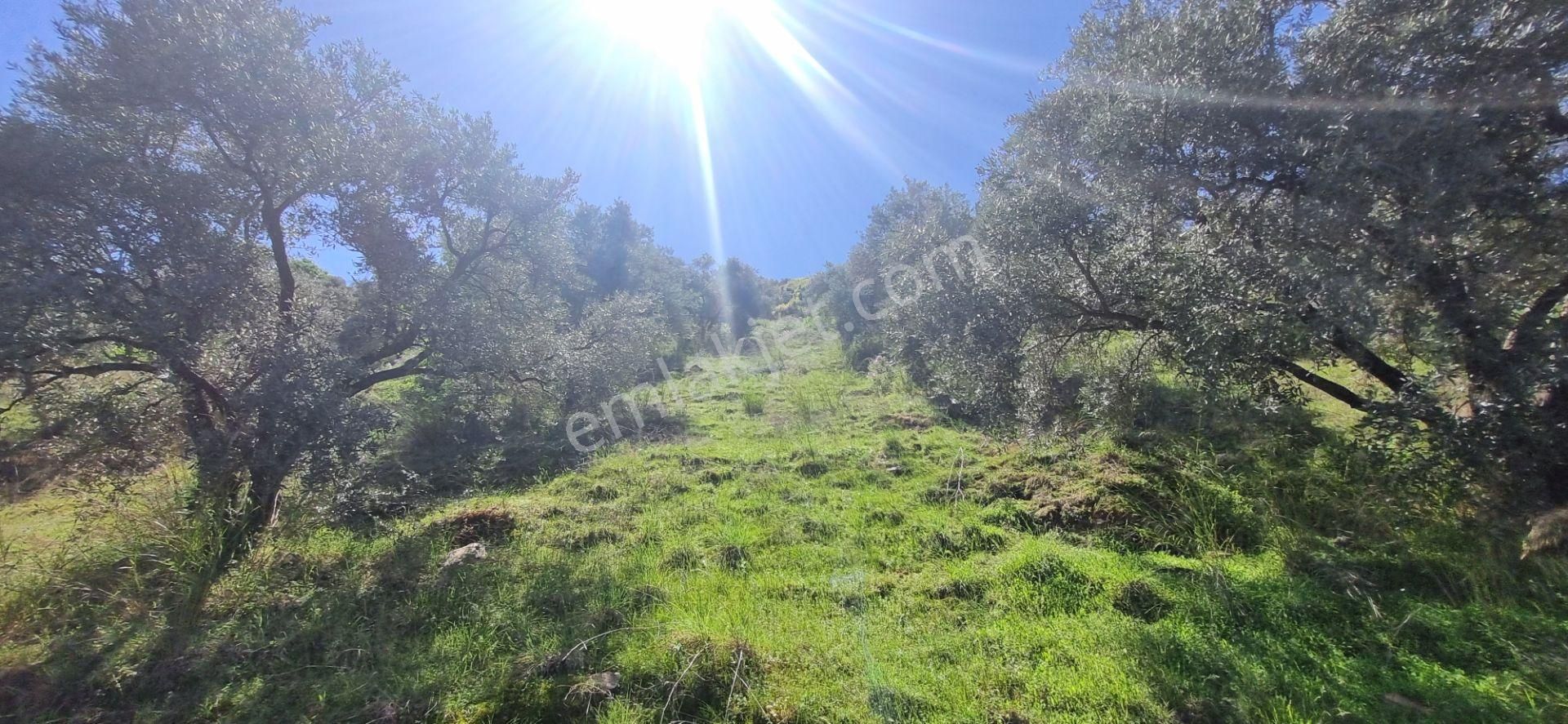 Aydın Nazilli Yöntem Emlaktan Bozdoğan Kavaklı Mahallesinde Satılık Zeytinlik - Görsel 11