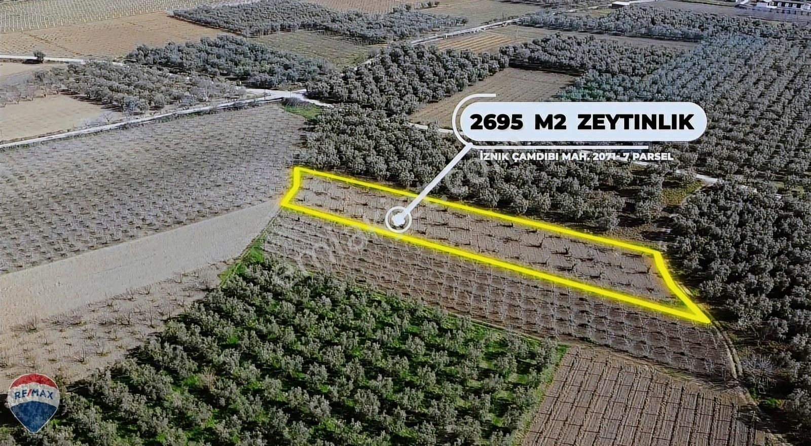 İznik Çamdibi Satılık Zeytinlik İznik Çamdibi Mah. 2695 m² Resmi yolu olan 40 Yıllık Zeytinlik