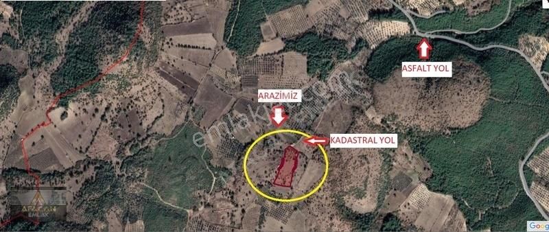 Bergama Koyuneli Satılık Tarla AFACAN dan Koyuneli de Satılık Resmi Yolu Olan Tarla