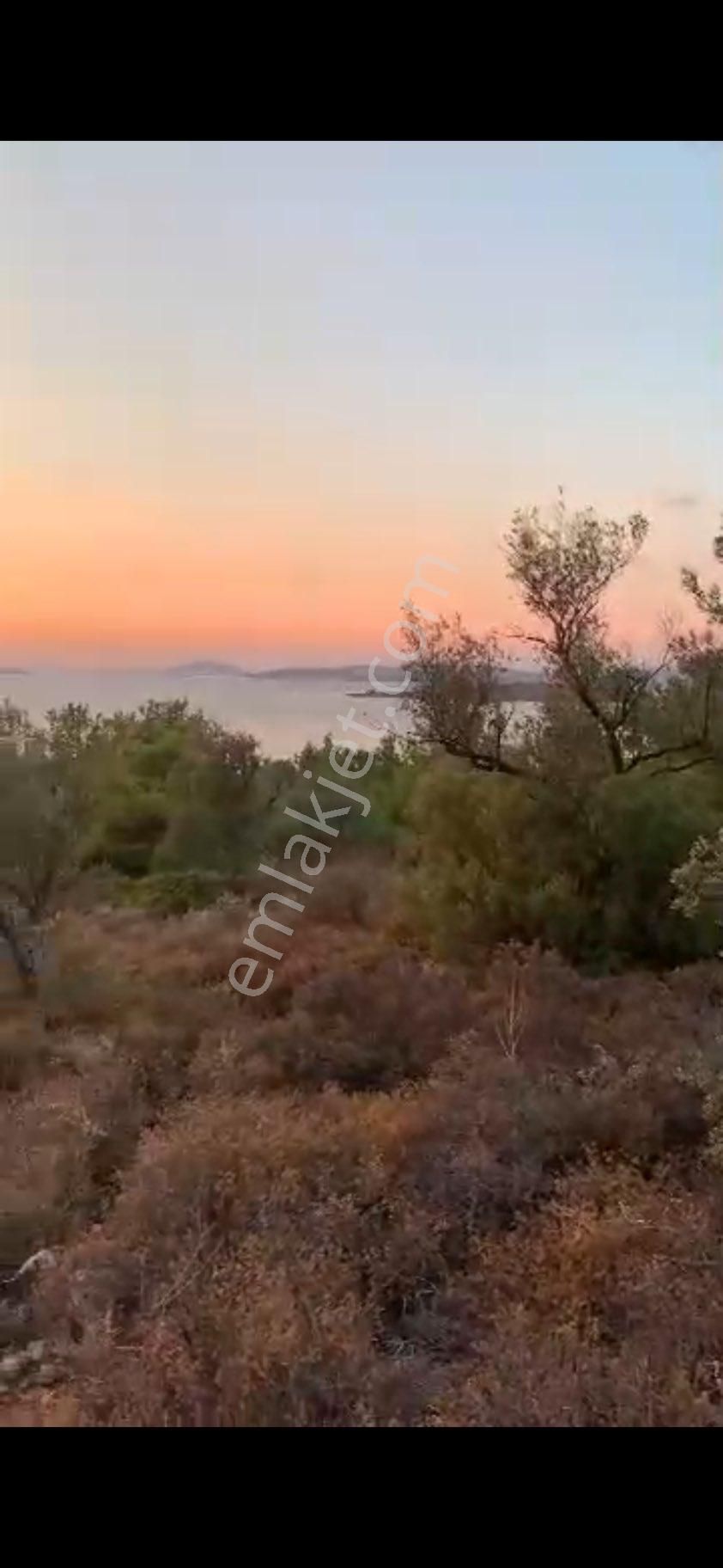 Ayvalık Cunda Denize Yakın Dalyan Mevki Zeytinlik - Görsel 21