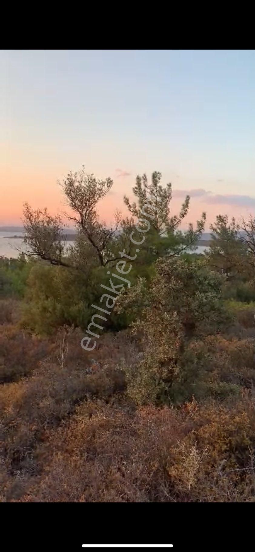 Ayvalık Cunda Denize Yakın Dalyan Mevki Zeytinlik - Görsel 17
