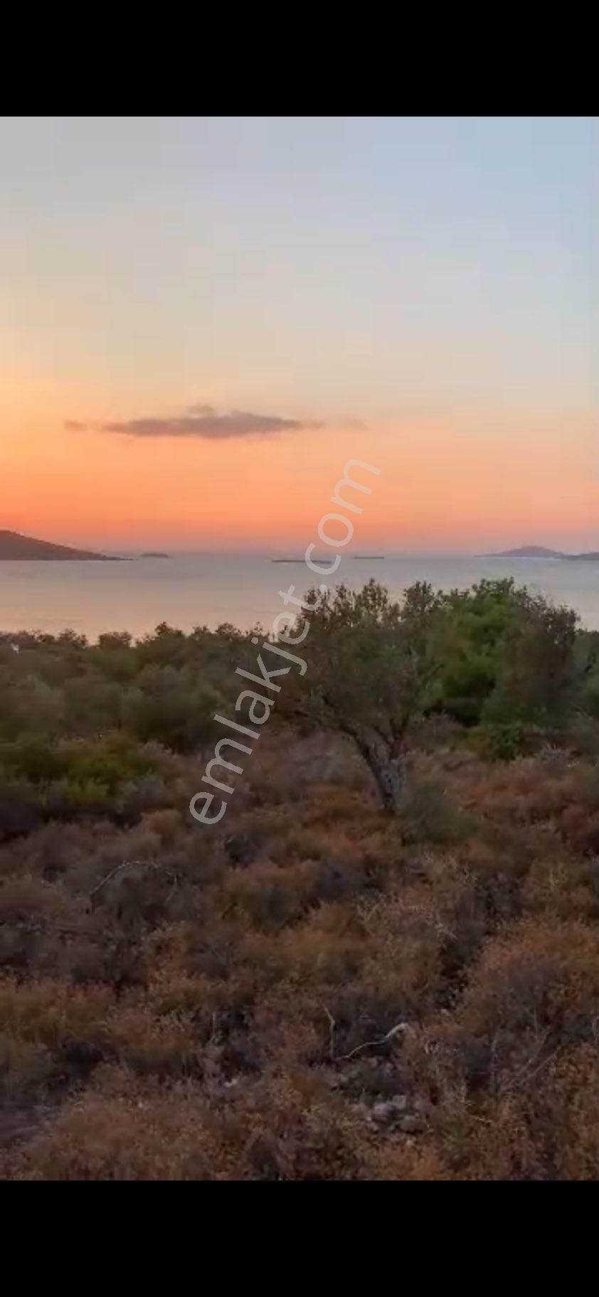 Ayvalık Cunda Denize Yakın Dalyan Mevki Zeytinlik - Görsel 20