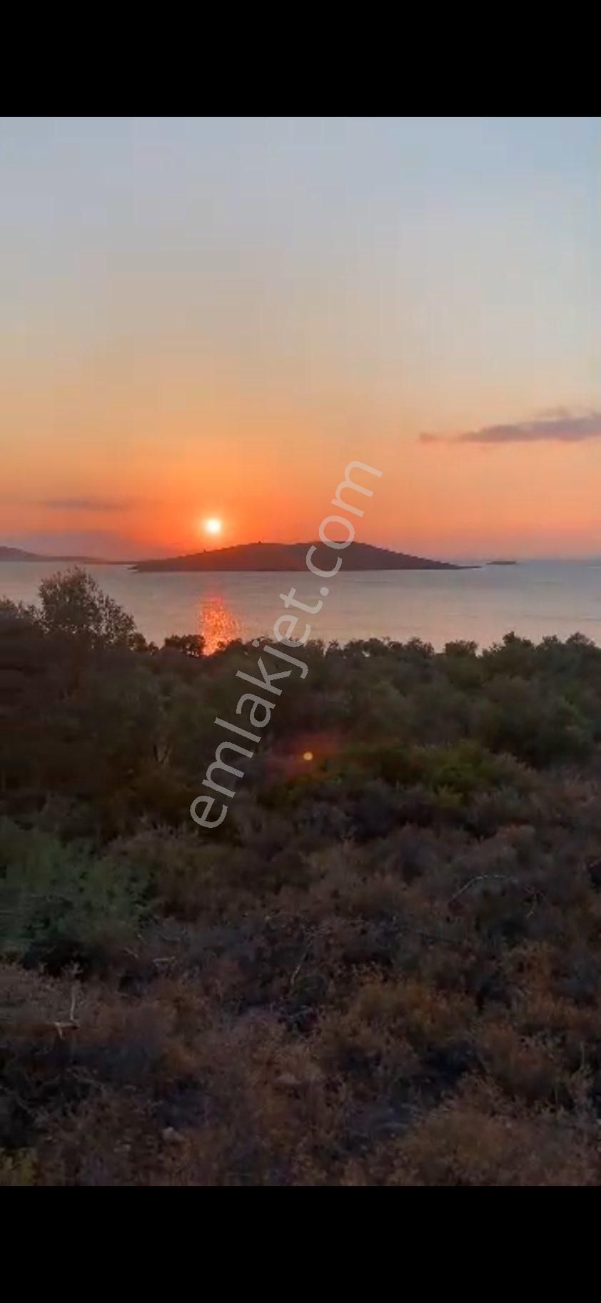 Ayvalık Cunda Denize Yakın Dalyan Mevki Zeytinlik - Görsel 22