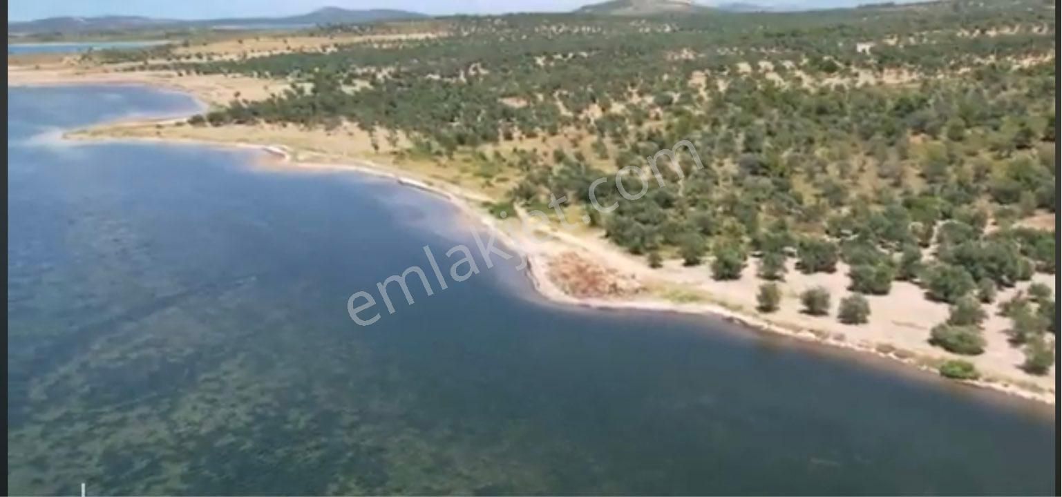 Ayvalık Cunda Denize Yakın Dalyan Mevki Zeytinlik - Görsel 12