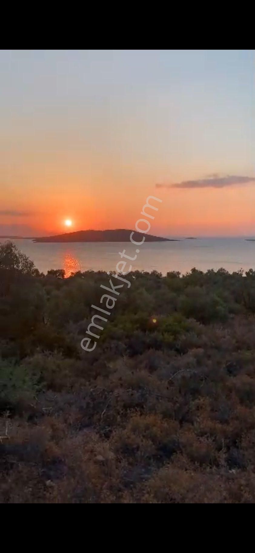 Ayvalık Cunda Denize Yakın Dalyan Mevki Zeytinlik - Görsel 19
