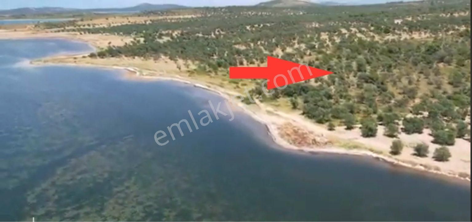 Ayvalık Cunda Denize Yakın Dalyan Mevki Zeytinlik - Görsel 14