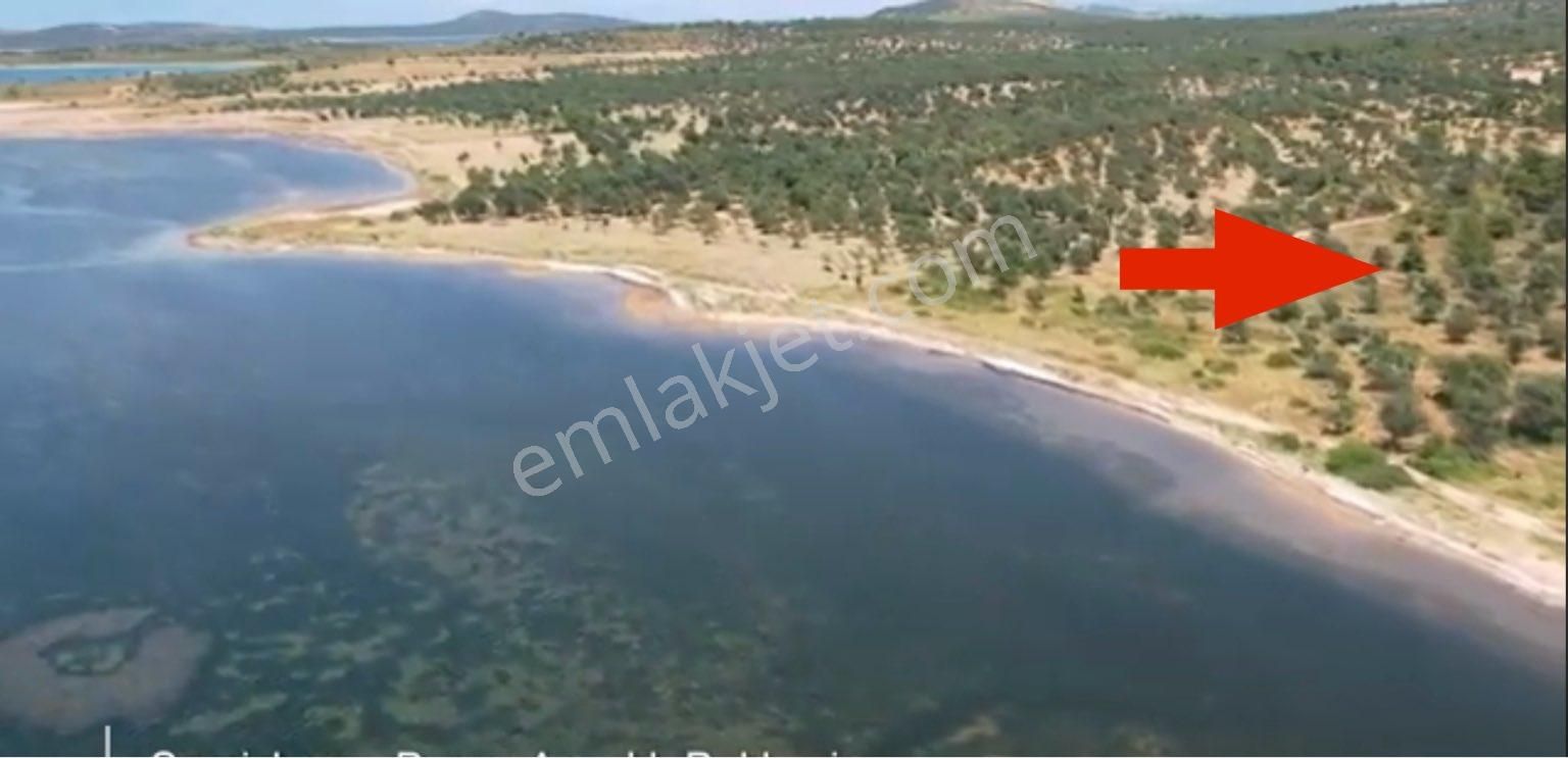 Ayvalık Cunda Denize Yakın Dalyan Mevki Zeytinlik - Görsel 16