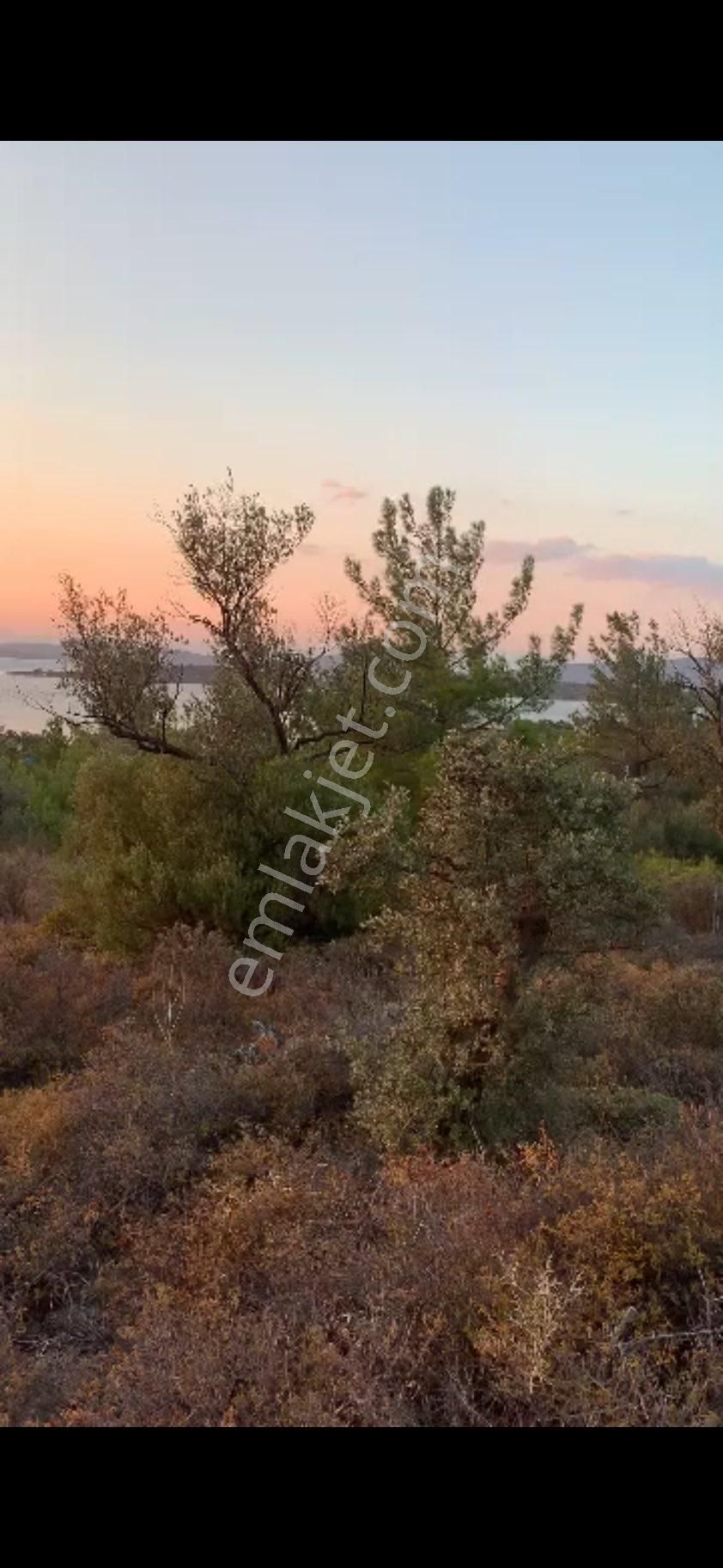 Ayvalık Cunda Denize Yakın Dalyan Mevki Zeytinlik - Görsel 18