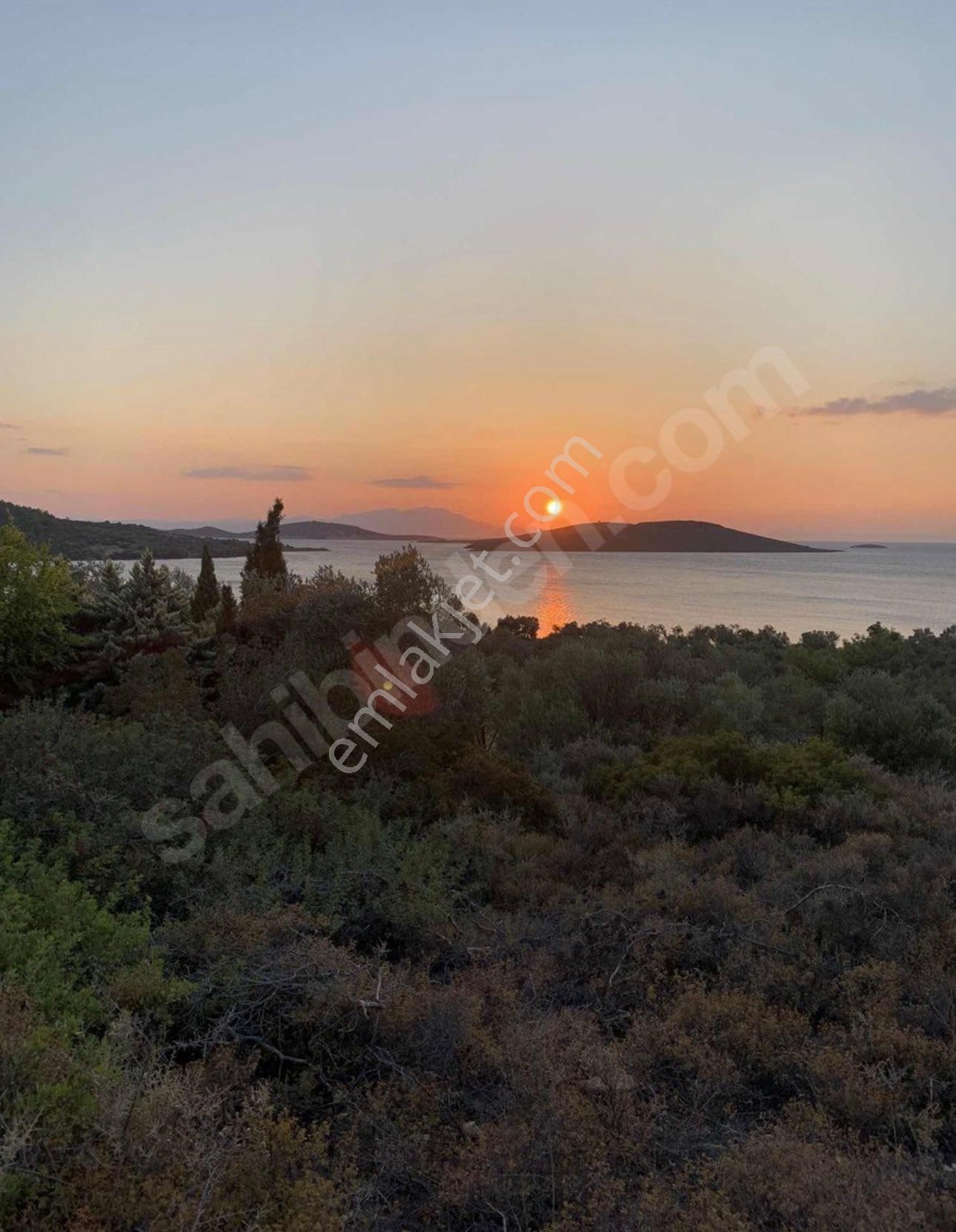Ayvalık Cunda Denize Yakın Dalyan Mevki Zeytinlik - Görsel 25
