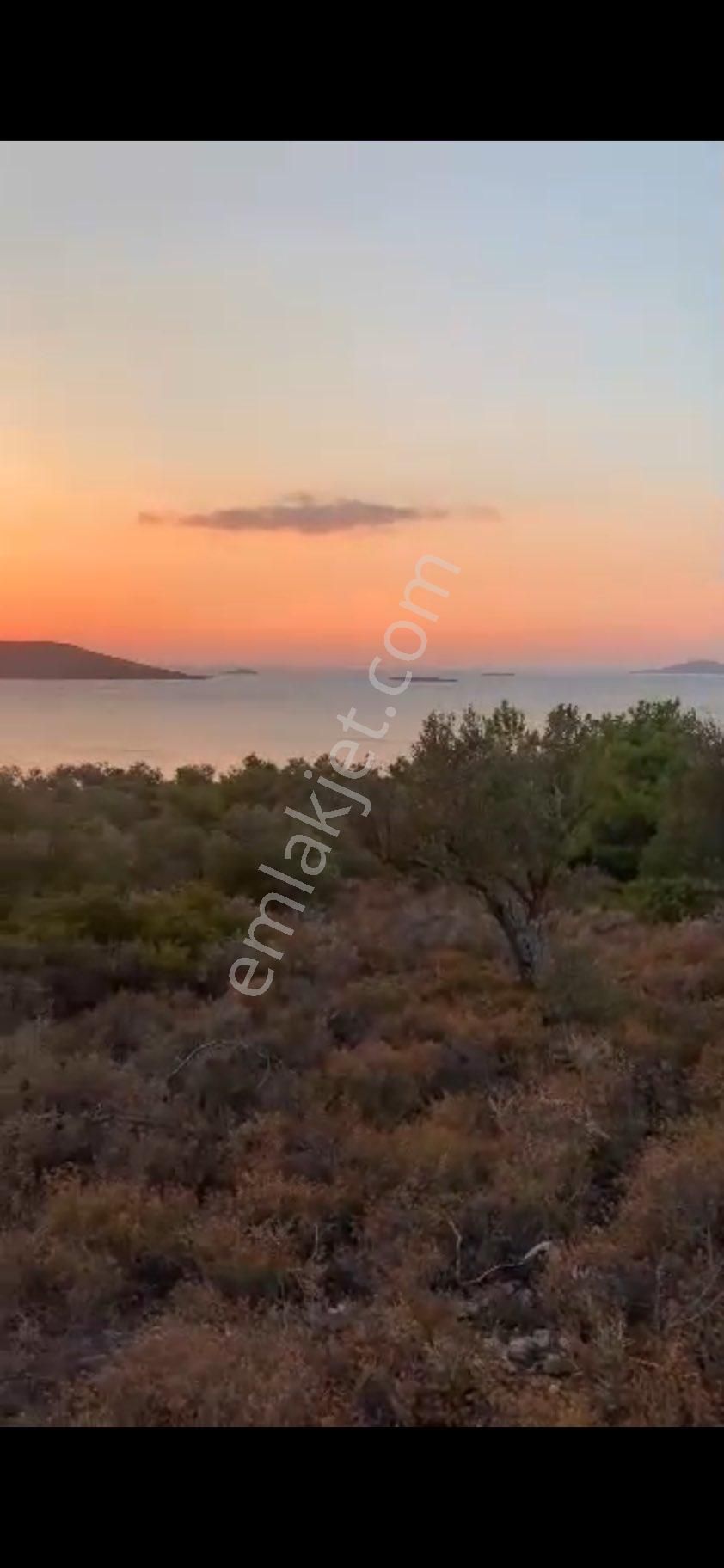 Ayvalık Cunda Denize Yakın Dalyan Mevki Zeytinlik - Görsel 23