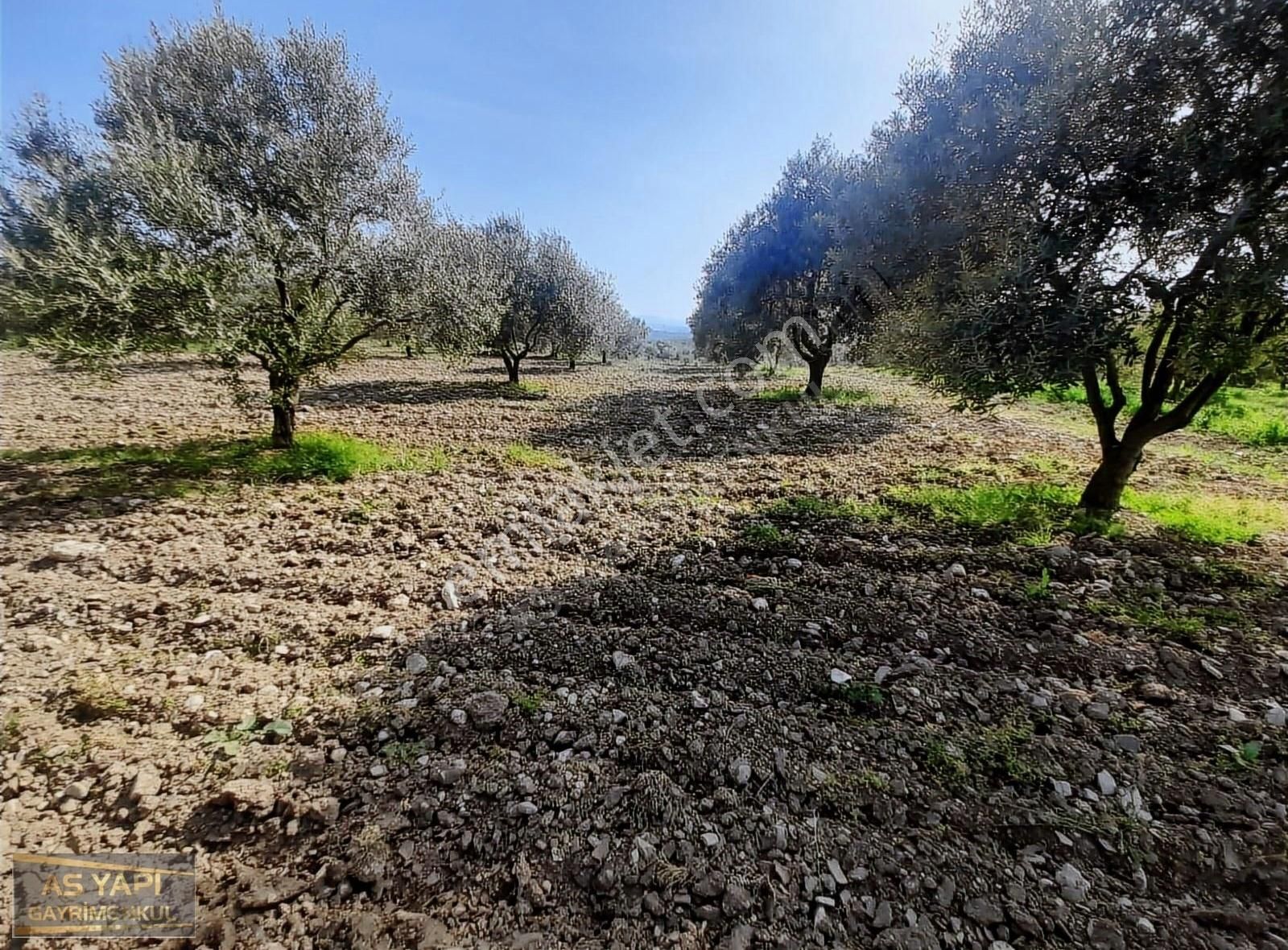 Şehzadeler Kalemli Satılık Tarla Manisa Şehzadeler Kalemli Mah Köye Yakın 5000 M2 Zeytinlik