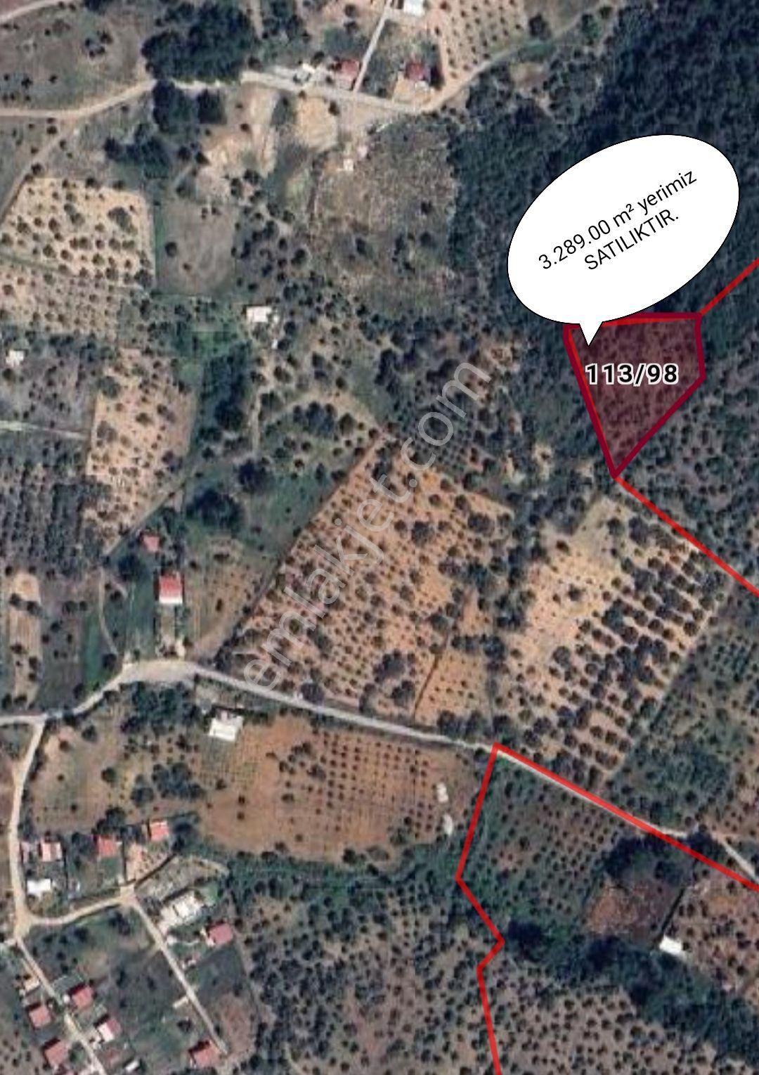 Kırıklar. Merkezde Satilik Zeytinlik - Görsel 2