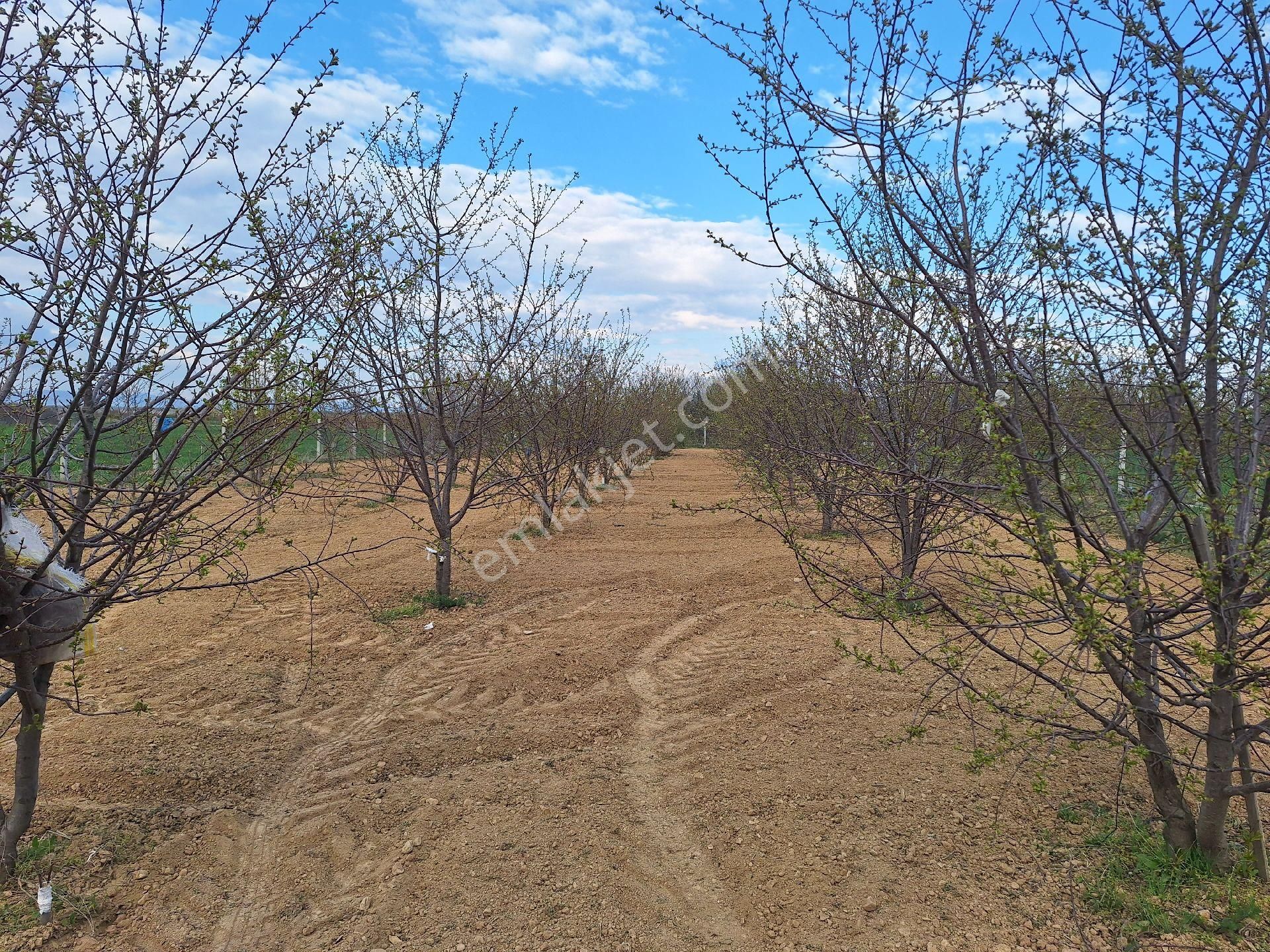 Daglı Emlaktan Dogrugoz Mahallesinde - Görsel 21