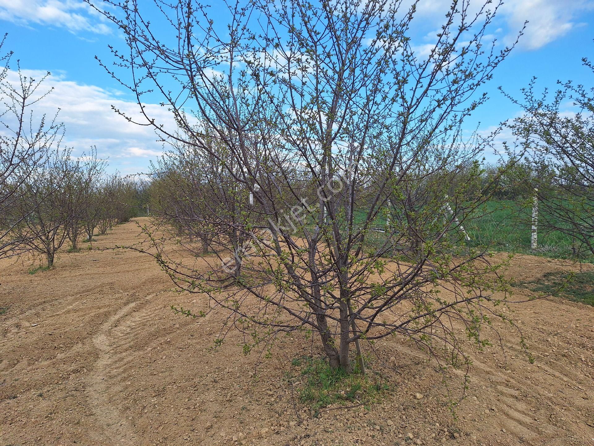 Daglı Emlaktan Dogrugoz Mahallesinde - Görsel 17