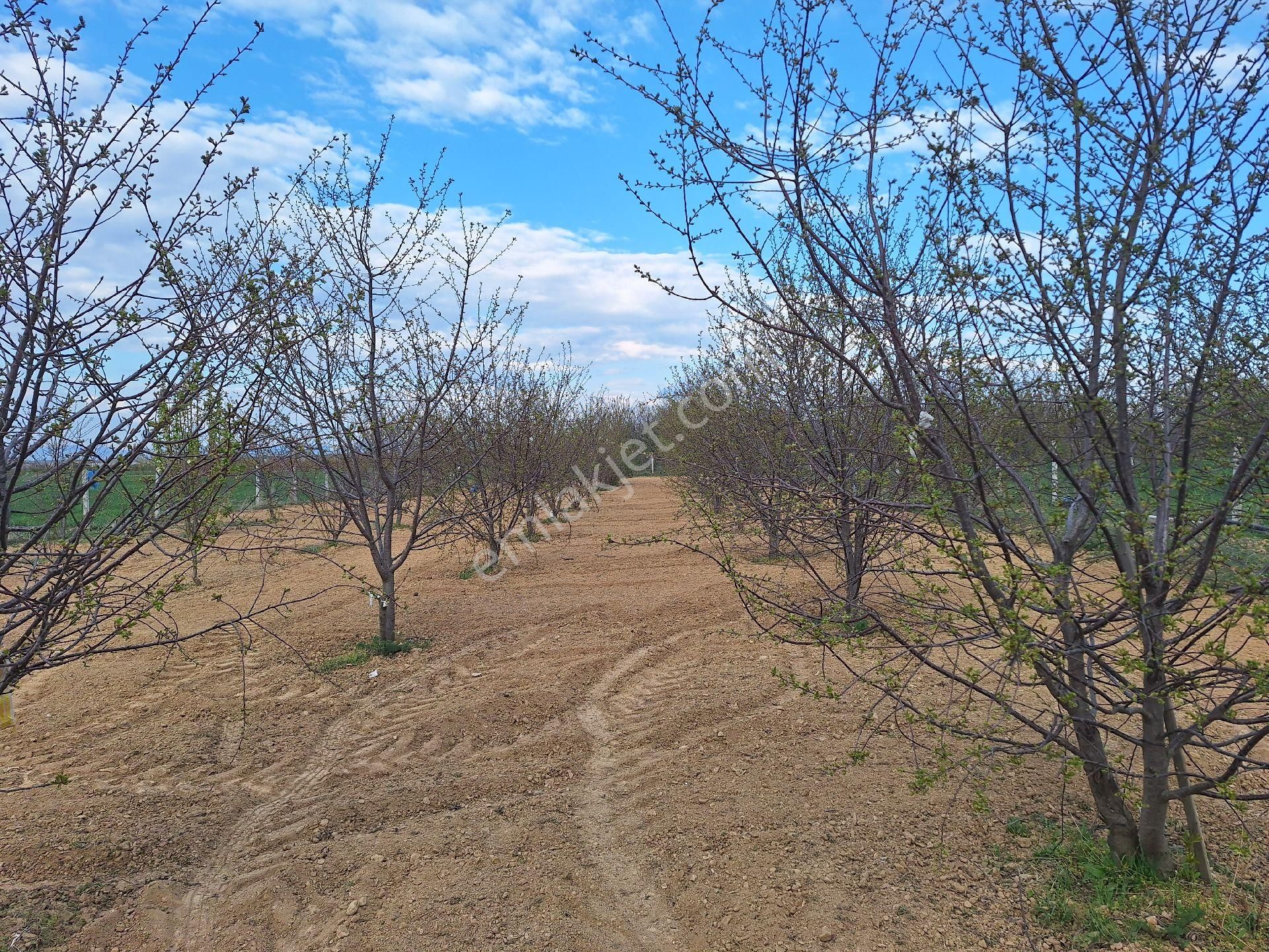 Daglı Emlaktan Dogrugoz Mahallesinde - Görsel 18