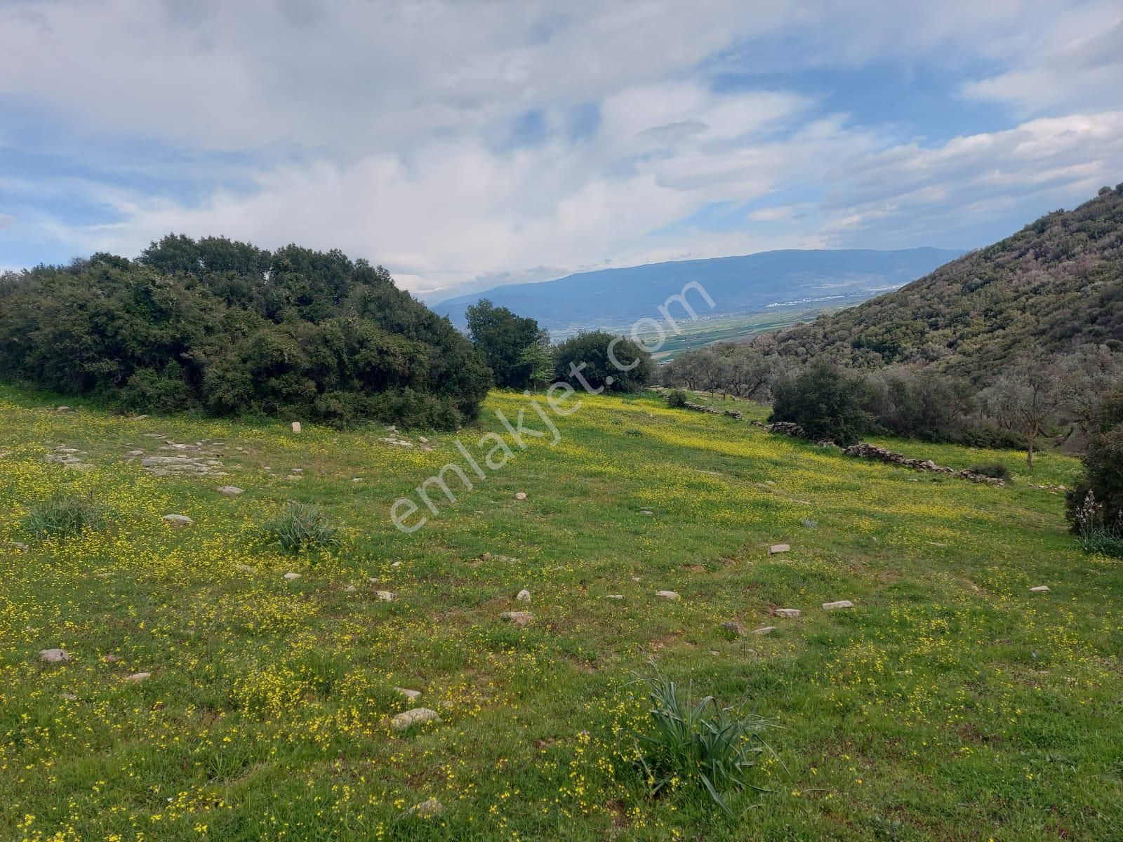 Çine Çöğürlük Satılık Tarla Aydın Çine Çöğürlük Yollu Tarla(köye Yakın)