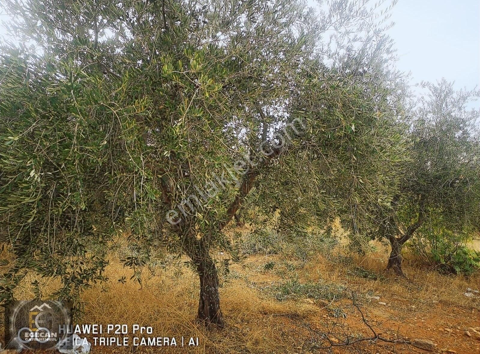 Oğuzeli Çaybaşında Satılık Bağevlik Yer - Görsel 7