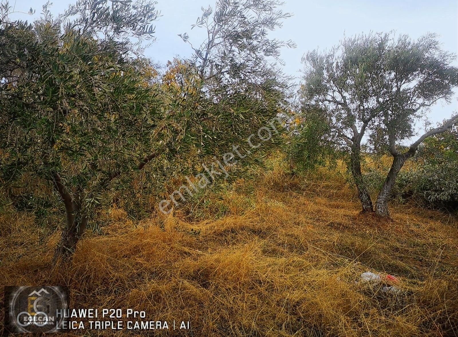 Oğuzeli Çaybaşında Satılık Bağevlik Yer - Görsel 5