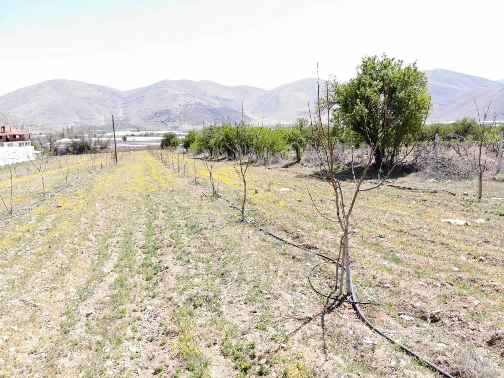 Elmalı Çobanisa Mahalle Merkezinde Elektrik, Yol, Su Problemi Olmayan 6.793m2 Satılık Ceviz Bahçesi - Görsel 17