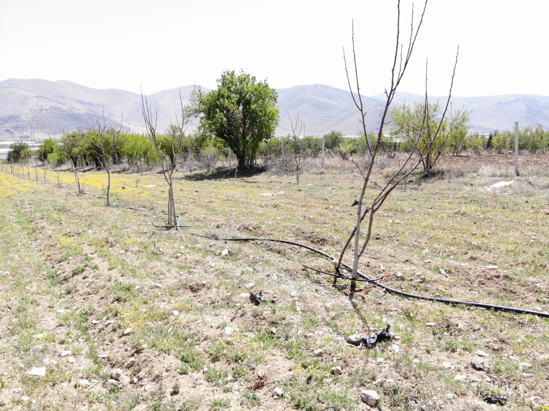Elmalı Çobanisa Mahalle Merkezinde Elektrik, Yol, Su Problemi Olmayan 6.793m2 Satılık Ceviz Bahçesi - Görsel 14