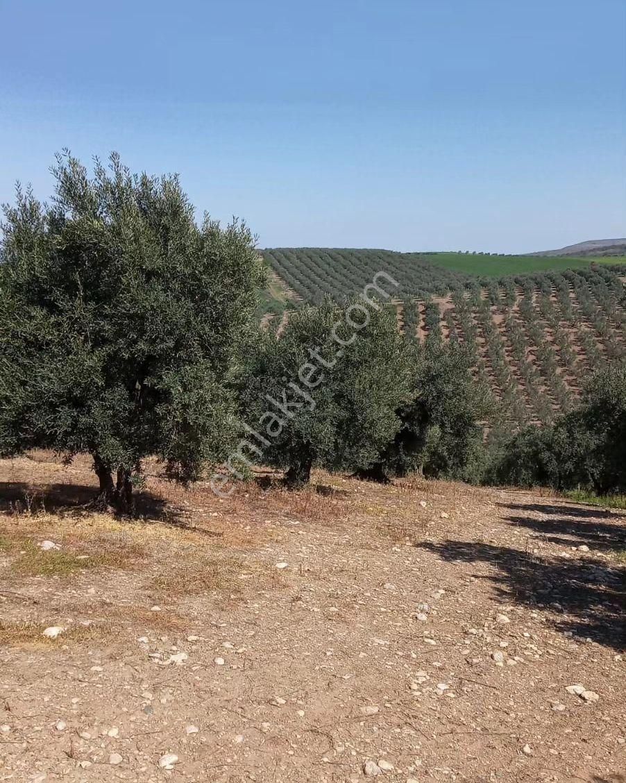 Bandırma Misakça'da Kadastro Yoluna Cephe 2.000 M² Zeytin Bağımız Satışa Sunulmuştur - Görsel 2