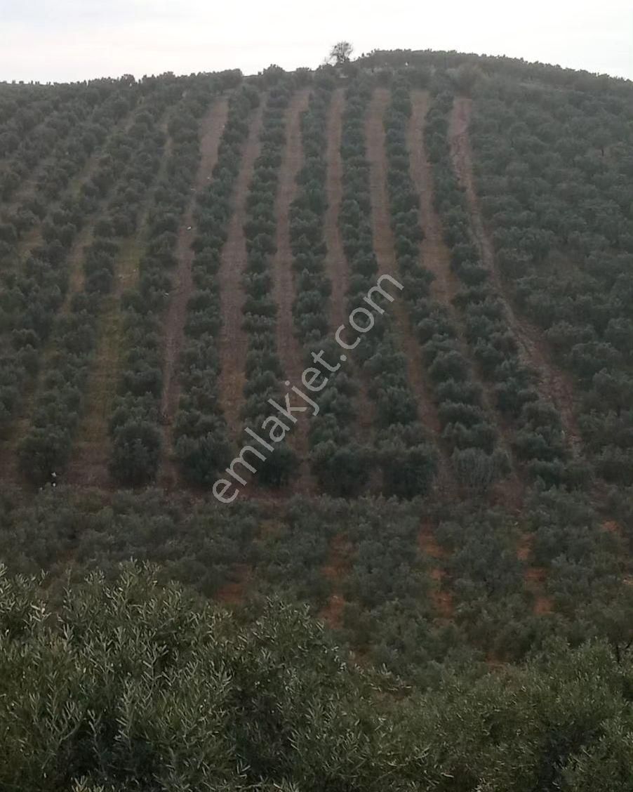 Bandırma Misakça'da Bakımlı Deniz Manzaralı Satılık Zeytinlik - Görsel 8