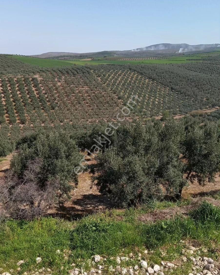 Bandırma Misakça Satılık Bağ & Bahçe Bandırma Misakça'da Bakımlı Deniz Manzaralı SATILIK Zeytinlik 