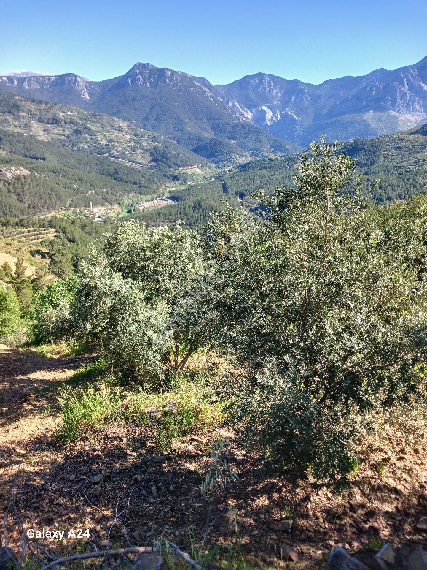 Alanya Fakırcalı Satılık Tarla kelepir tarla ekili içinde meyve ağaçları var