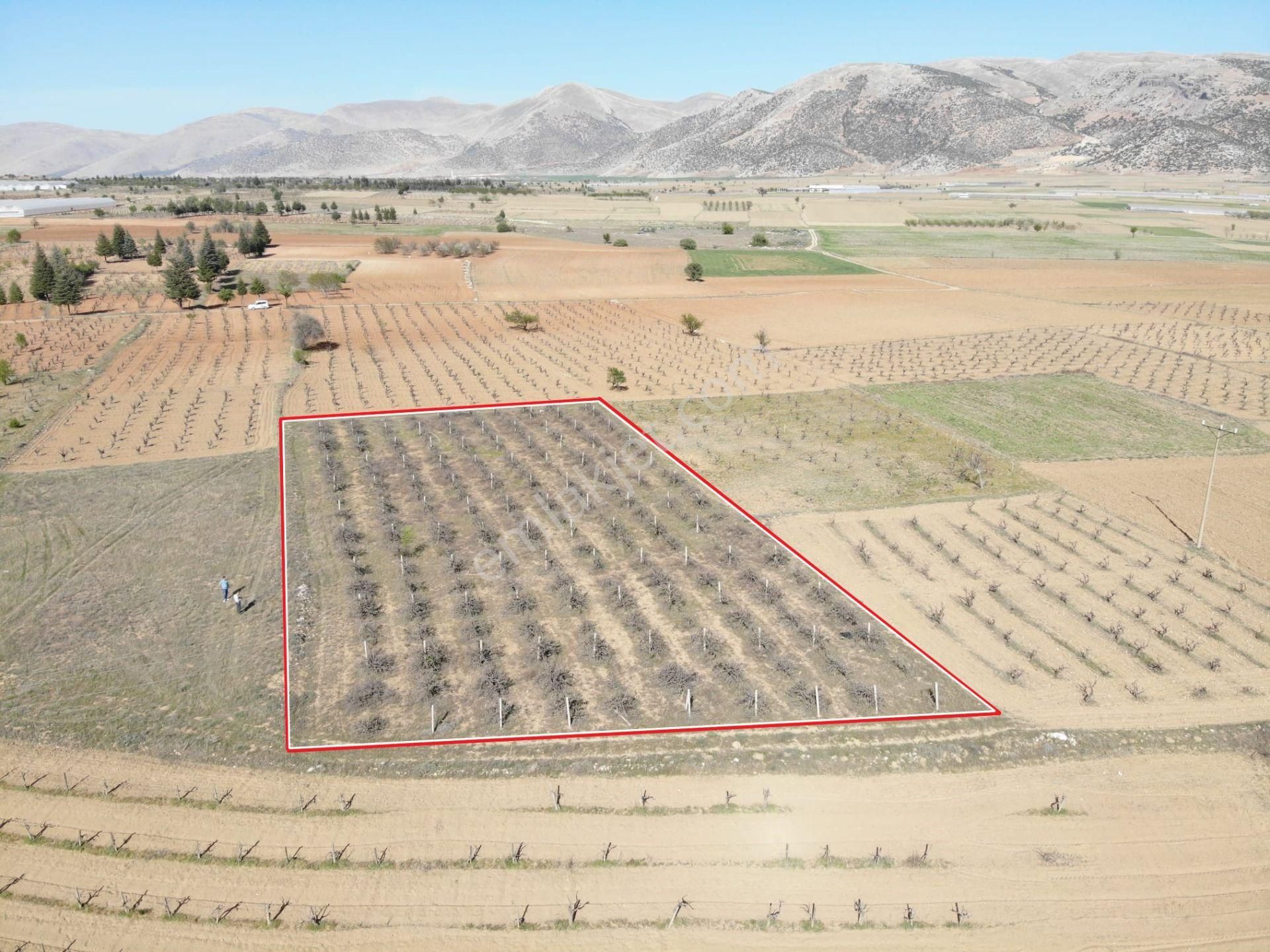 Elmalı Bozhüyük Mahalle Merkezine Ve Antalya Anayoluna Yakın Mesafede 3.072m2 Satılık Üzüm Bağı - Görsel 10