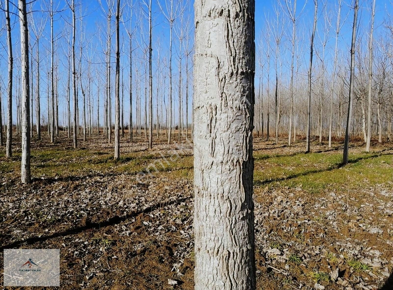 Akyazı Uzunçınar Satılık Tarla 5 Yaşında Kavak Dikili Satılık Tarla