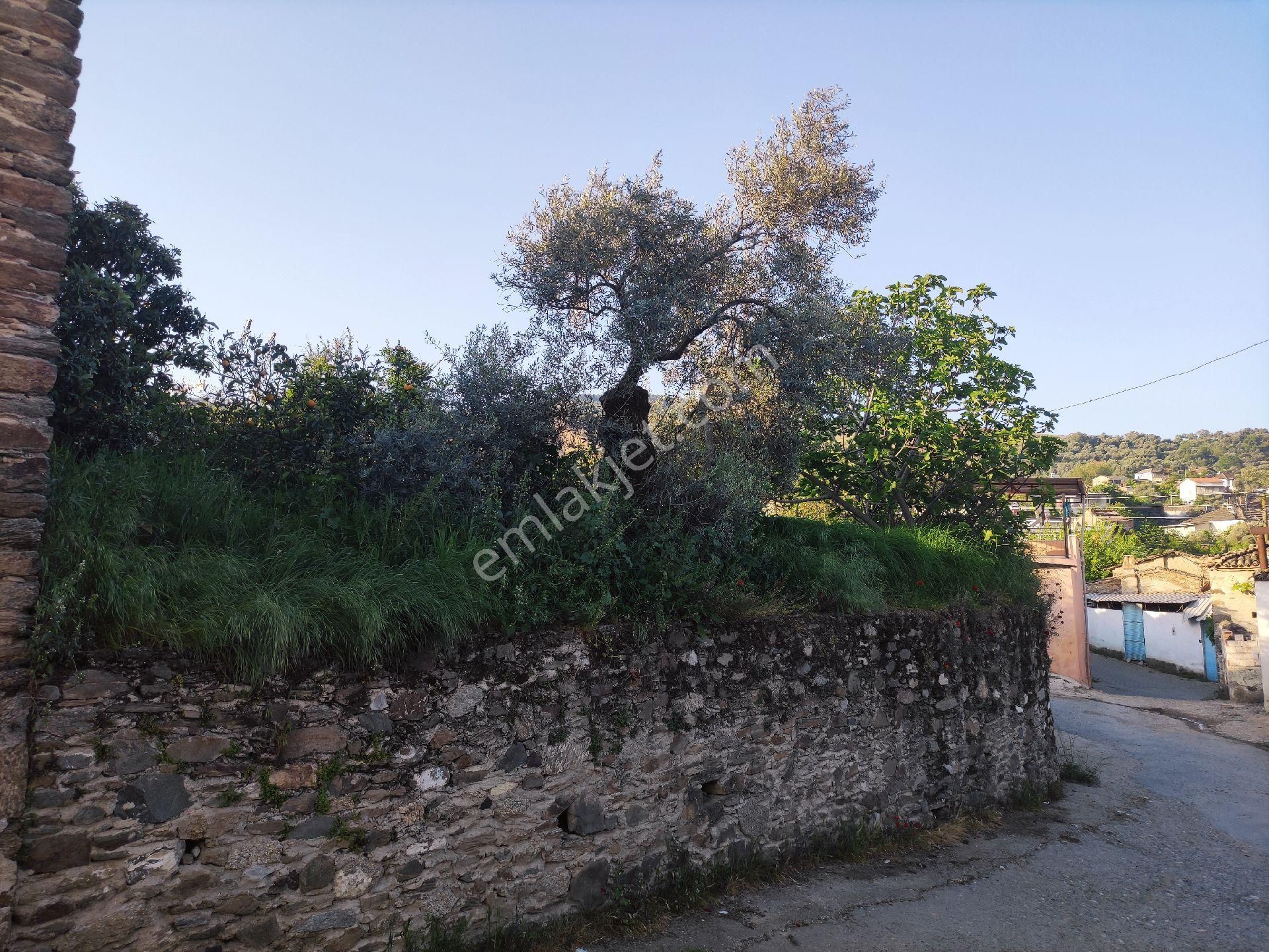 Yenipazar Hamzabali Satılık Bağ & Bahçe Aydın Yenipazar Hamzabali Köyü Merkezde Müthiş Manzaralı Meyve Bahçesi