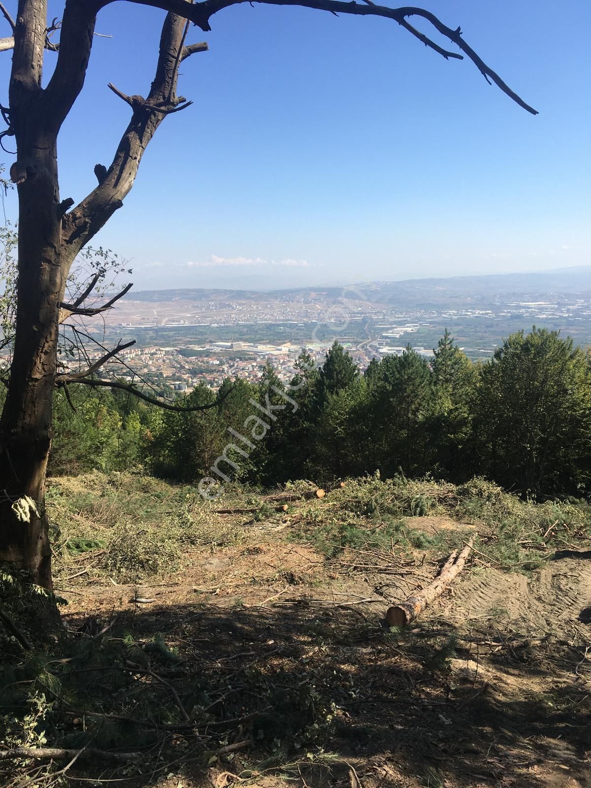 Acilsatilik Tarla! Fiyat 1 Hafta Geçerli.... - Görsel 2