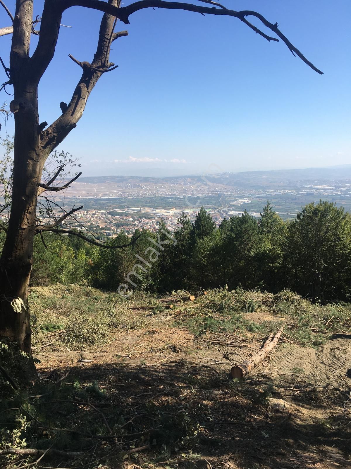 Acilsatilik Tarla! Fiyat 1 Hafta Geçerli.... - Görsel 3