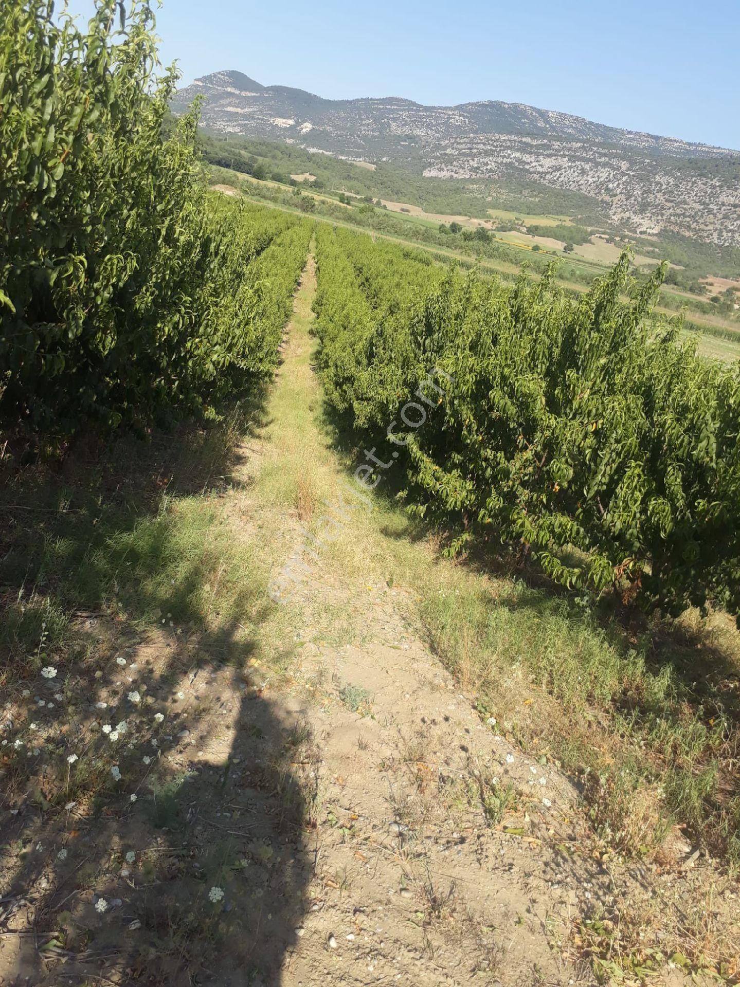 Karaisalı Kapıkaya Satılık Bağ & Bahçe KAPIKAYA KOYUNDE NEKTARIN VE KAYISI BAHVESI 