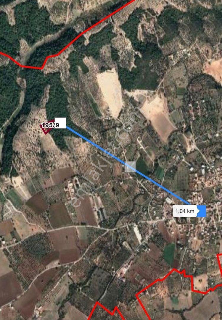 Buca Kaynaklar Karacaağaç Köyünde 5 Dönüm Üzeri Zeytinlik - Görsel 20