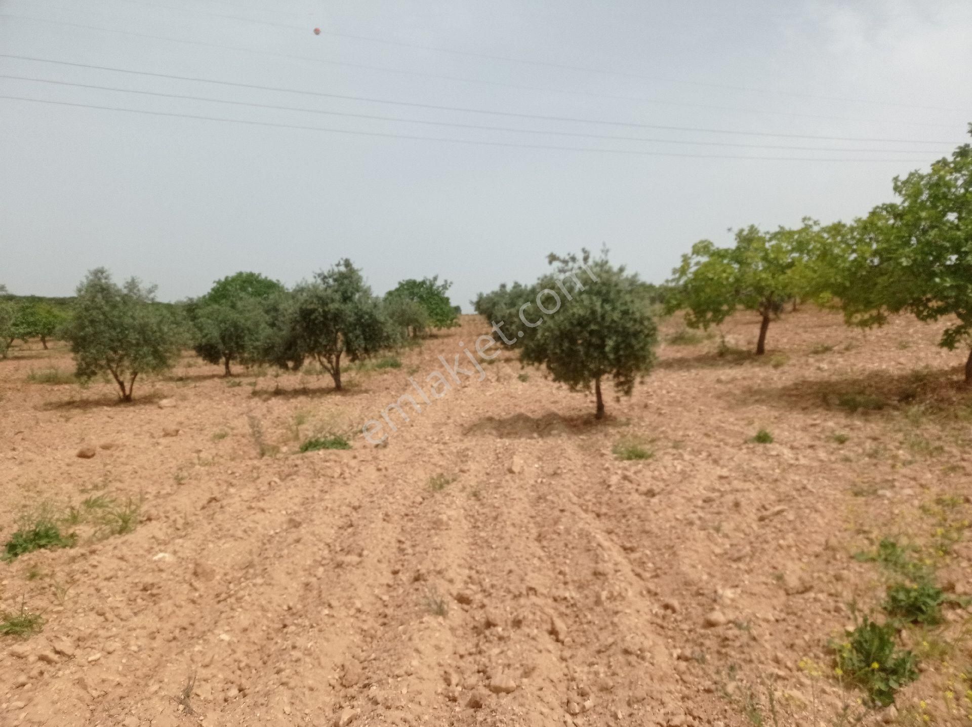 Oğuzeli Tınazdere Yetişmiş Fıstık Ve Zeytin - Görsel 15