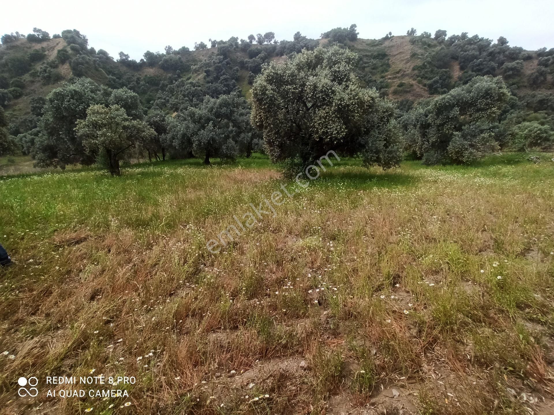 Tamamı Düz Zeytinlik - Görsel 4