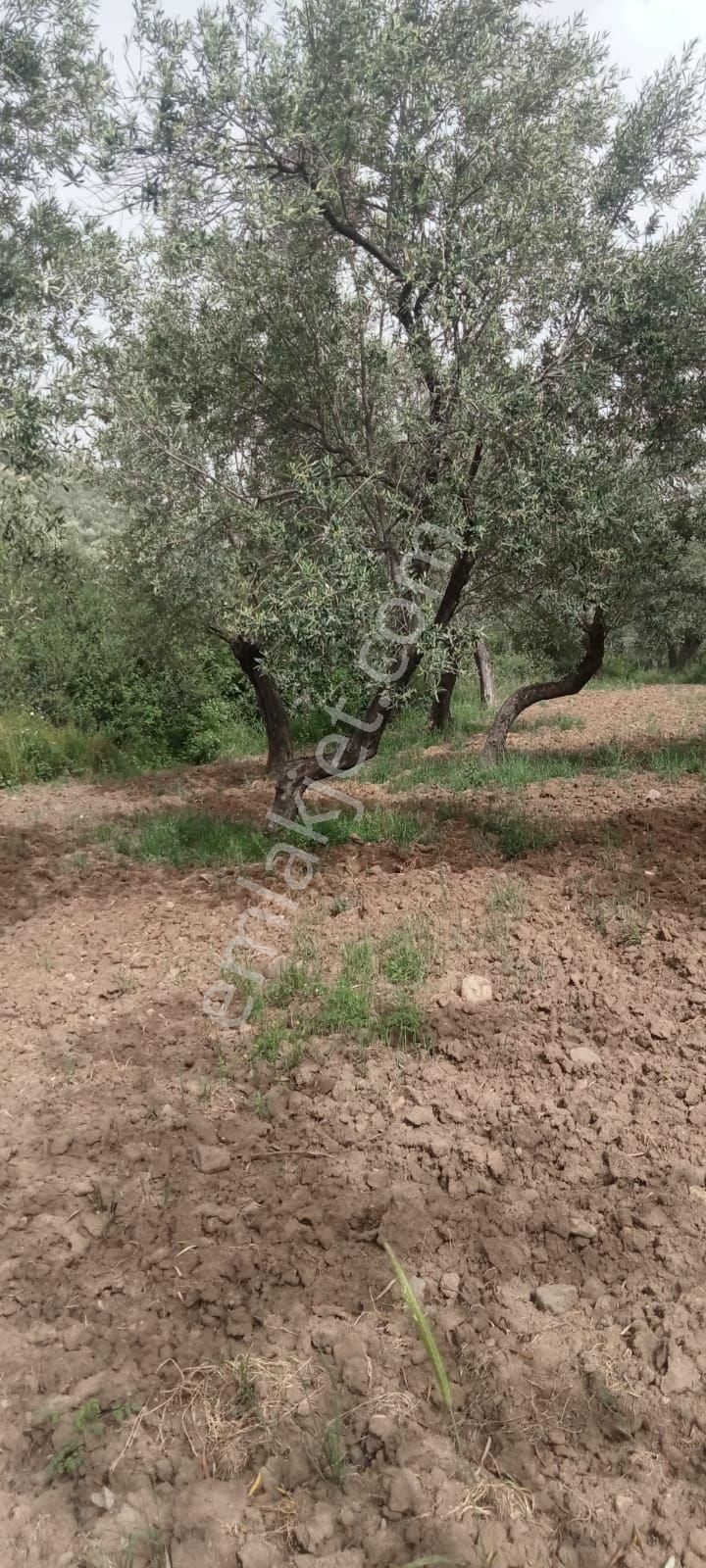 Havran Kocaseyit Satılık Tarla tarıma ve hayvancılığa elverişli tarla