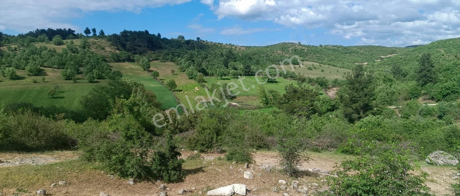 Ayvacık Misvak Köyü Satılık Tarla AYVACIK MİSVAKTA KADASTRAL YOLA CEPHE SATILIK TARLA