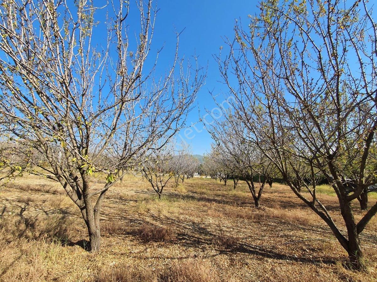 Kuşadası Caferli Satılık Tarla Kuşadası Caferli' De 29.582 M² Satılık Arazi!!!