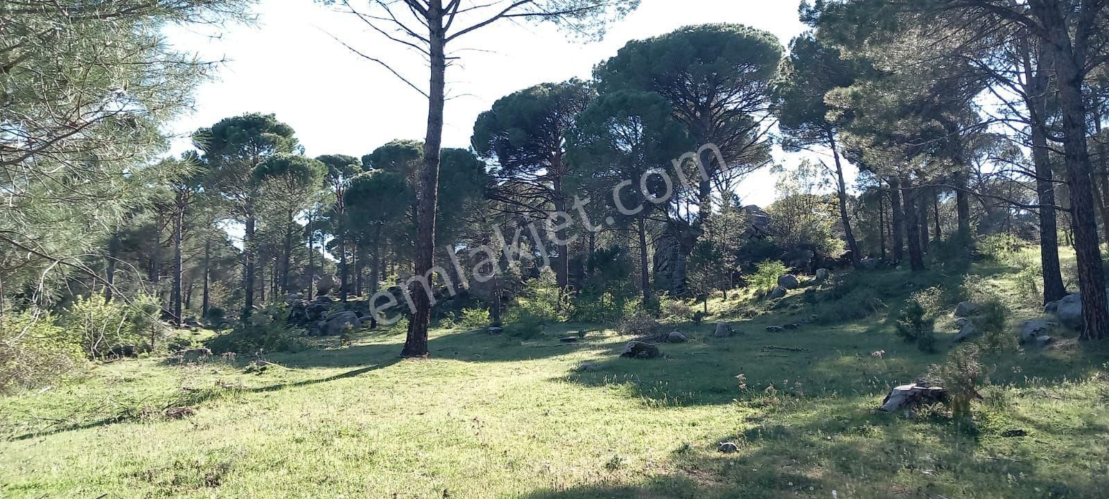 Bergama Aşağıcuma Satılık Tarla  KOZAK YAYLASINDA YATIRIMLIK SATILIK ARAZİ...