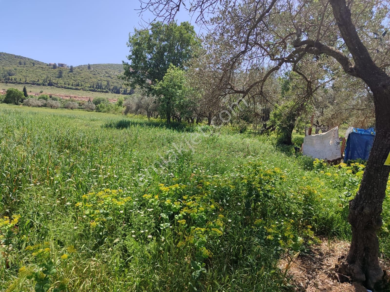 Menteşe Yerkesik Satılık Tarla Muğla Menteşe Yerkesikte Satılık %5 İmarlı Tarla