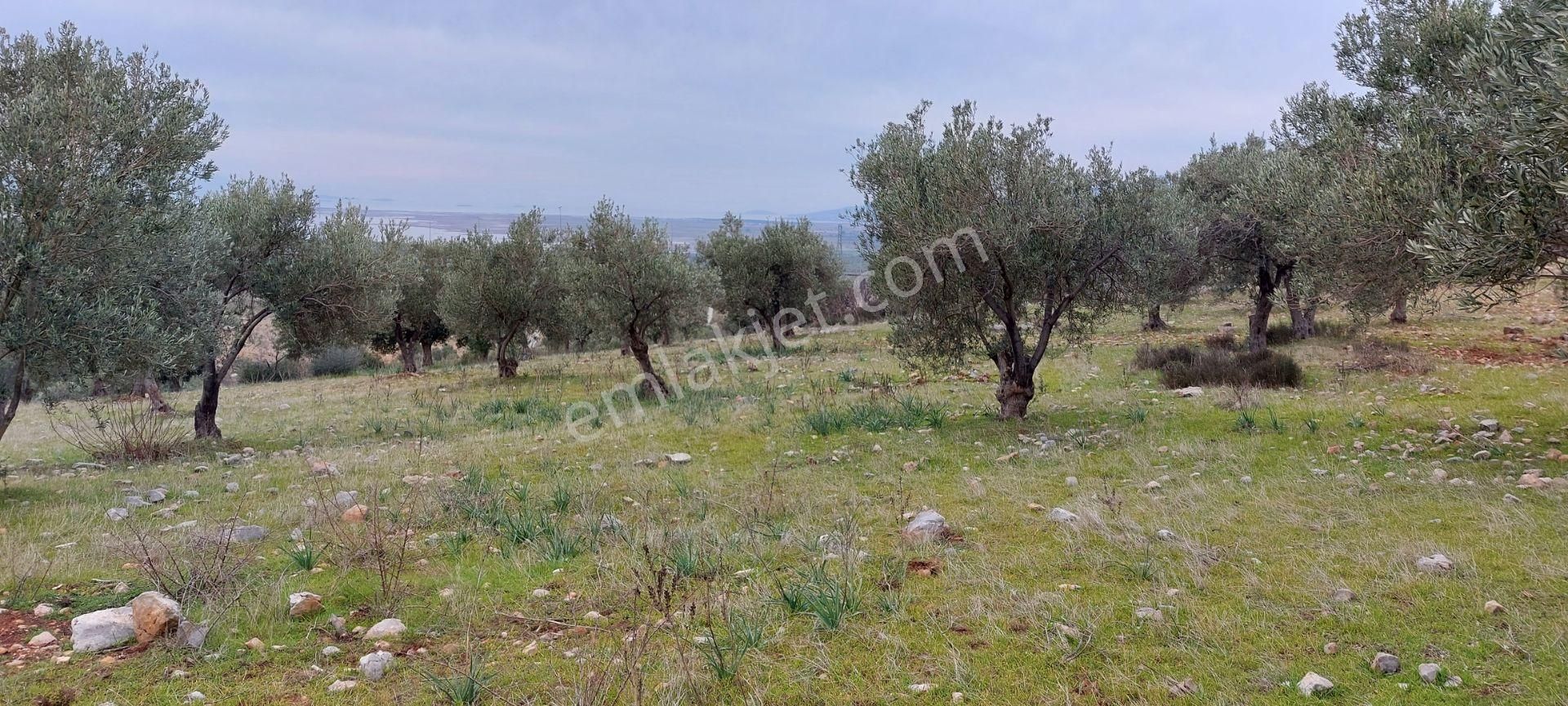 Bergama Zeytindağ Satılık Zeytinlik  AFACAN dan Zeytindağ Otoyol Yakını Satılık Deniz Manzaralı Arazi