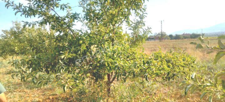 Elazığ Merkez Sarılı Köyü Satılık Villa İmarlı SARILIDA SATILIK BAHÇE