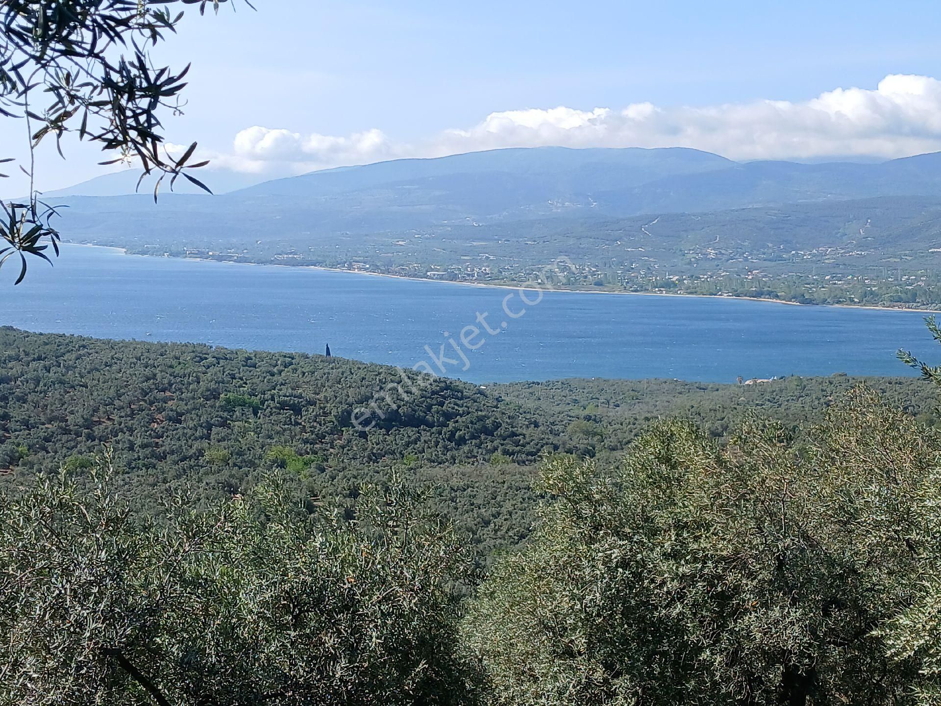 Bandırma Edincik Satılık Zeytinlik Sahibinden satılık zeytinlik