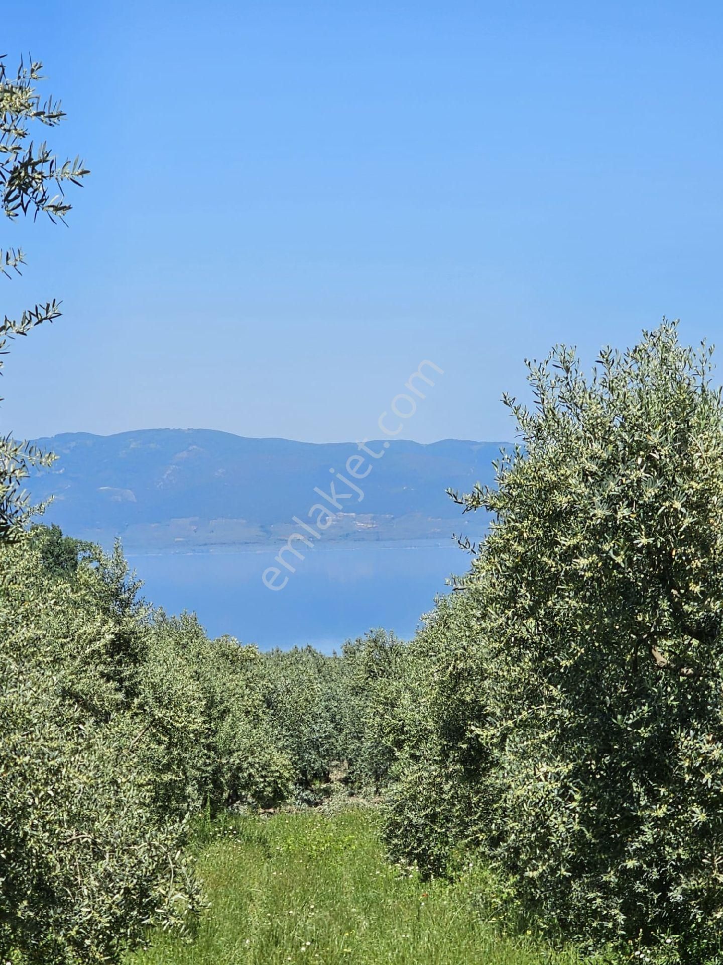 Orhangazi Heceler Satılık Zeytinlik Orhangazi Heceler mahallesinde yatırıma uygun zeytinlik 