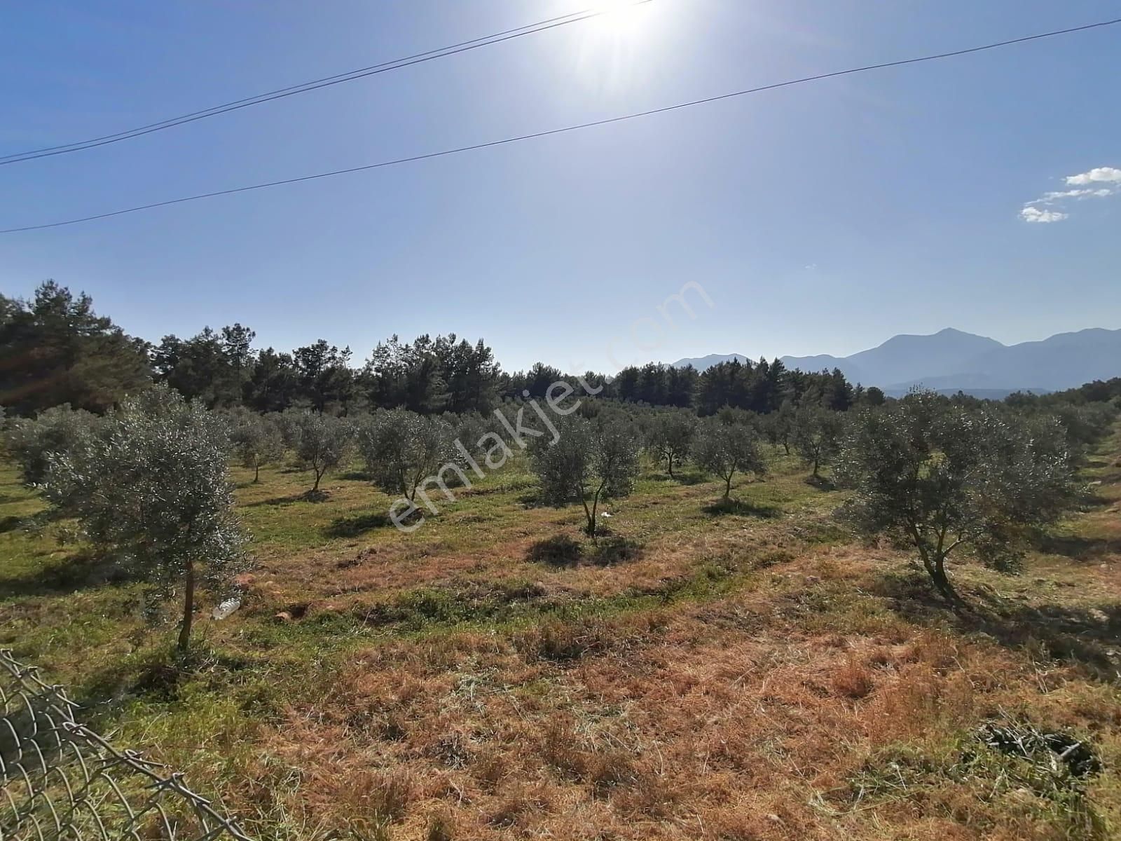 Seydikemer Kayadibi Mahallesi 3500 M2 Satılık Tarla - Görsel 2
