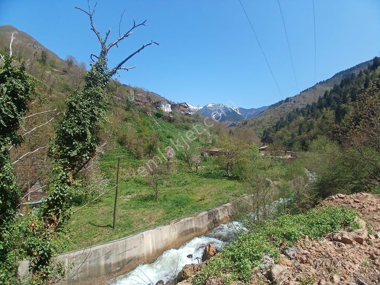 Artvin Merkez Varlık Köyü (Dere) Satılık Tarla satılık temiz suyu elektiriyi olan arsa 