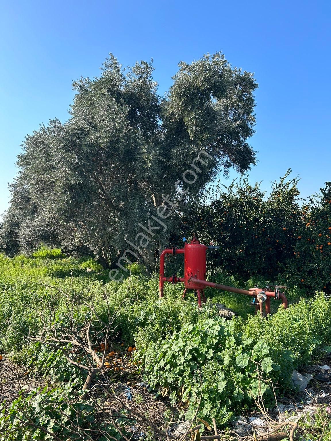Dörtyol Yeşilköy Satılık Bağ & Bahçe 16 dönüm tek tapu bahçe yatırıma uygun